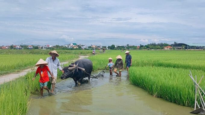 Cycling, Water Buffalo Riding, Traditional Farming Life - Frequently Asked Questions