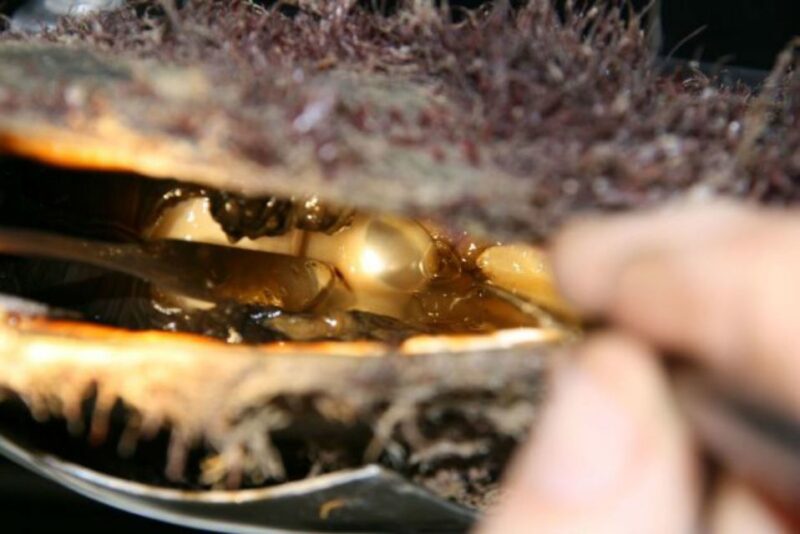 Cygnet Bay Pearl Farm Behind-the-Scenes Tour & Live Harvest - Live Pearl Harvest