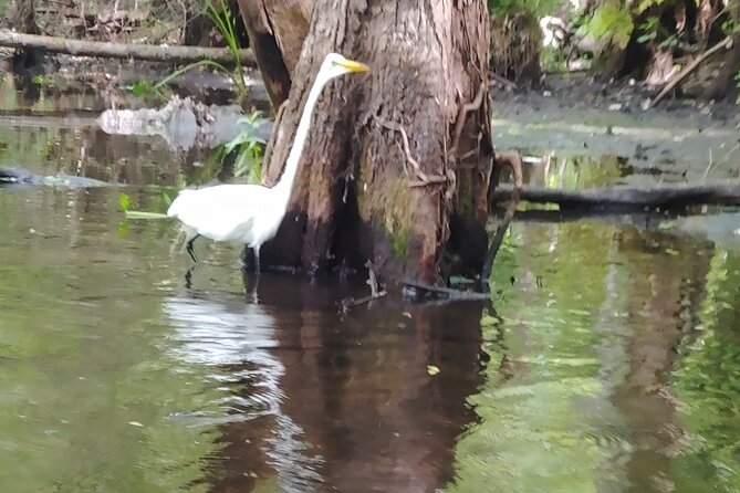 Cypress Forest Guided Kayak Nature Eco-Tour - Meeting Point and Pickup Location