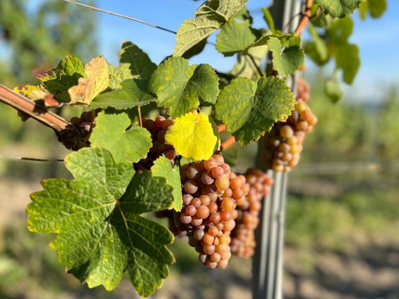 Czech Vineyards and Wine Tasting 4WD Tour With Lunch - Itinerary Highlights