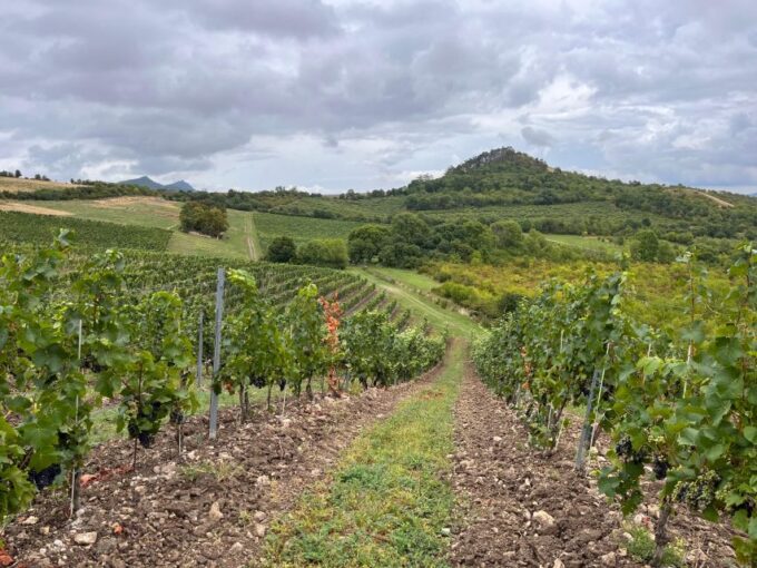 Czech Vineyards and Wine Tasting 4WD Tour With Lunch - Ideal for Varied Travelers
