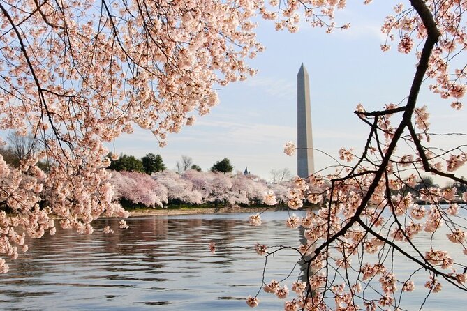 D.C. Cherry Blossoms: Escorted Bus Tour From Toronto - Age Restrictions