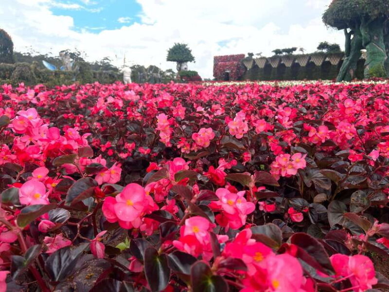 Da Lat City Full-Day Tour With Local Student Guide by Car - Waterfalls, Monasteries, and Lakes