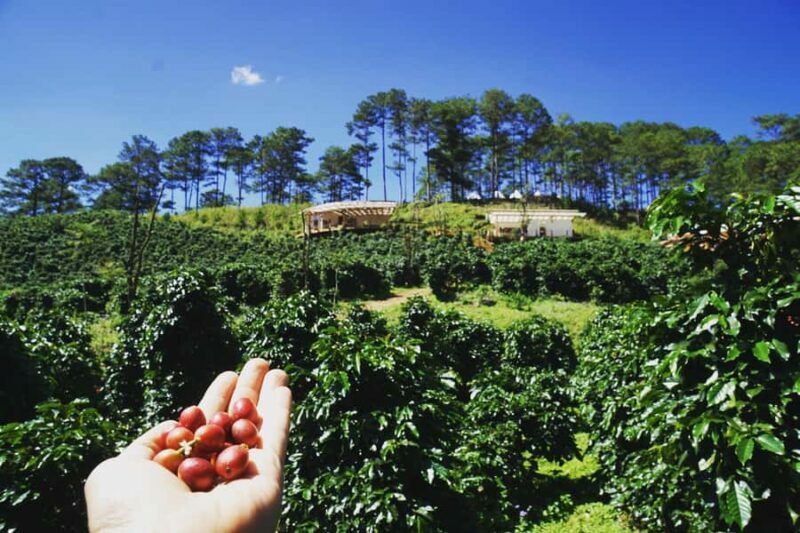 Da Lat: Coffee Roasting Workshop - Roast & Brew Your Own - A Detailed Look at the Coffee Roasting Experience in Da Lat