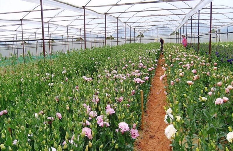 Da Lat Countryside Exploration Day Trip - Pricing and Inclusions