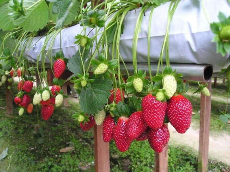 DA LAT DAY TOUR - 1 DAY: CITY OF THOUSANDS OF FLOWERS - Key Points