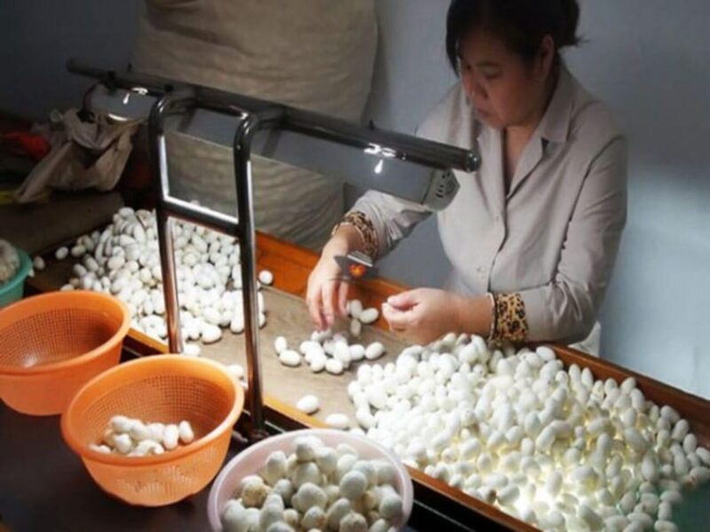 Da Lat: Explore Countryside Tour by Motorbike Ride Full Day - Van Thanh Flower Village