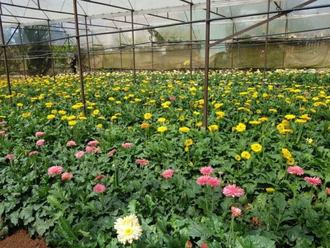 Da Lat: Explore Countryside Trip With Motorbike Rider - Pickup and Drop-off