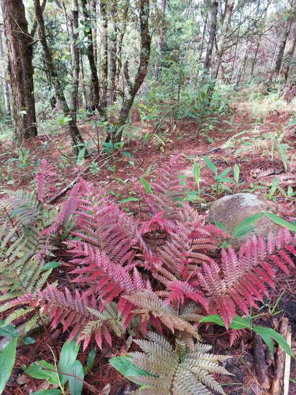 Da Lat: Langbiang Peak Trekking Tour With Camping & Karaoke - Tour Overview and Pricing