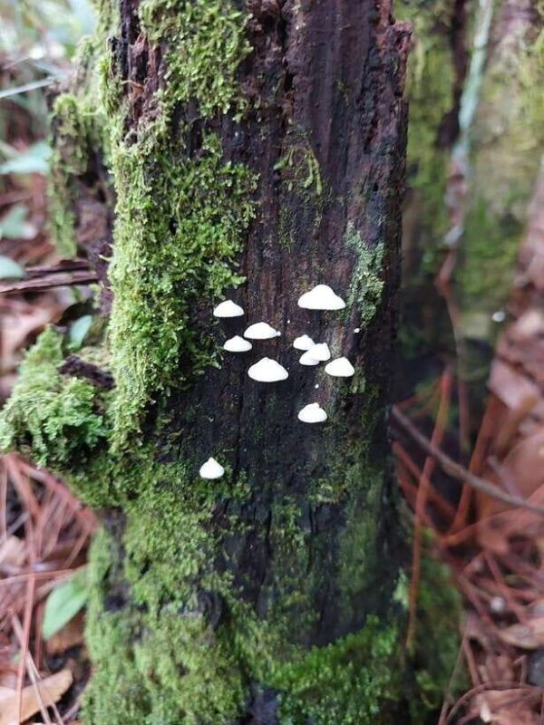 Da Lat: Langbiang Peak Trekking Tour With Camping & Karaoke - Participant Information