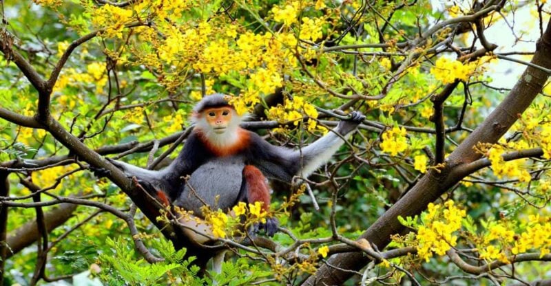 Da Nang: Explore MonkeyMountain & Marble Mountain&AmPhu Cave - Key Points