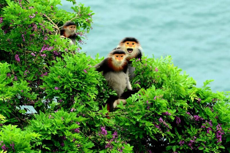 Da Nang: Explore MonkeyMountain & Marble Mountain&AmPhu Cave - Natural Beauty of Monkey Mountain