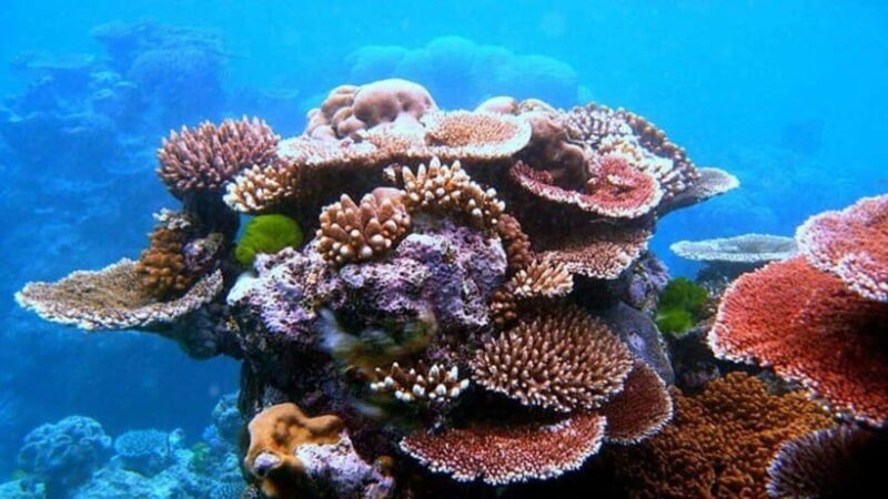 Da Nang/Hoi An:Explore Cham Island and Snorkeling Tour 1 Day - Itinerary