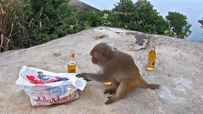 Da Nang: Marble Mountains, Monkey Mountain, and Am Phu Cave… - Explore Monkey Mountain
