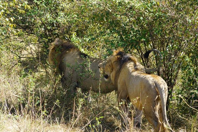 Daily Departures 3 Days Masai Mara by Landcruiser - Tour Details