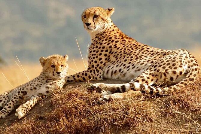 Daily Departures 3 Days Masai Mara by Landcruiser - Maasai Mara National Park