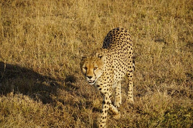 Daily Departures 3 Days Masai Mara by Landcruiser - Game Drives