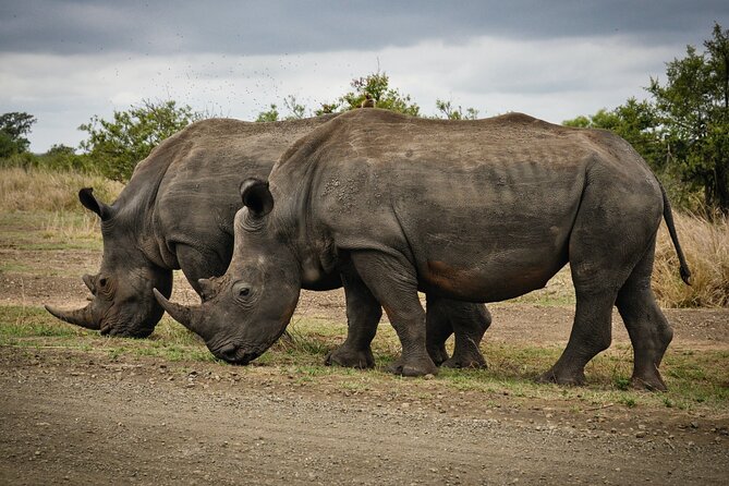 Daily Pilanesberg National Park Private Shuttle Services - Meeting and Pickup