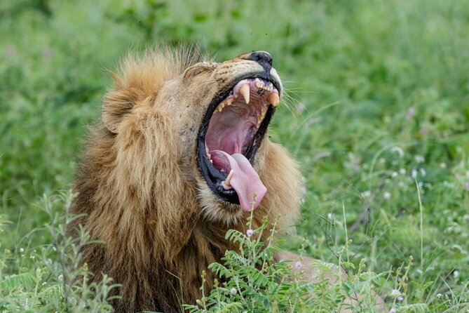 Daily Pilanesberg National Park Private Shuttle Services - Reviews and Ratings