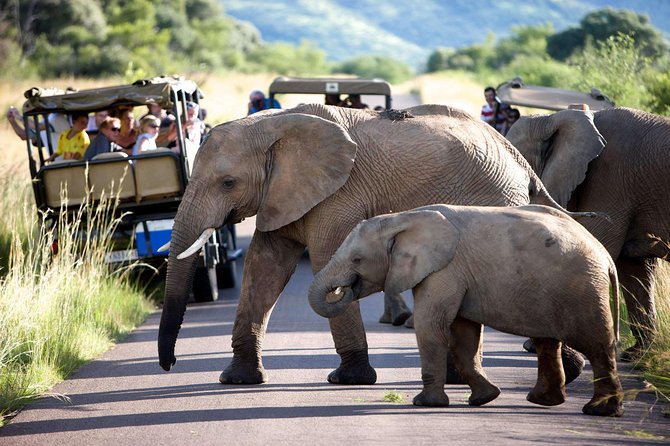 Daily Pilanesberg National Park Private Shuttle Services - Attentive and Punctual Drivers