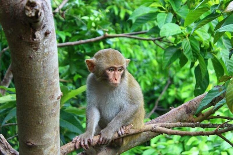 DailyTour Son Tra Wildlife Walk & Excursion (Dinner Option) - Red-shanked Doucs and Trekking