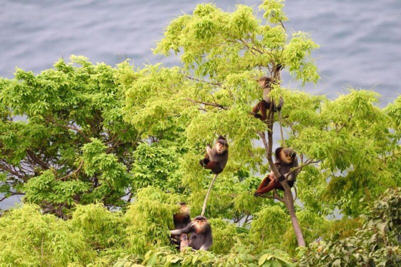 DailyTour Son Tra Wildlife Walk & Excursion (Dinner Option) - Participant Age Restrictions
