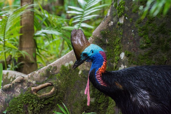 Daintree Afternoon Nocturnal Nature and Wildlife Tour - Included Activities
