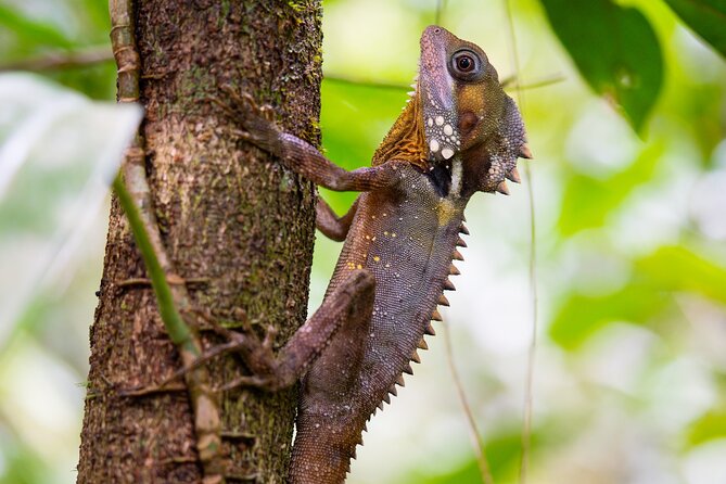 Daintree Ancient Giants Easy Rainforest Hike, Beach, Swim & Lunch - Health and Accessibility Information