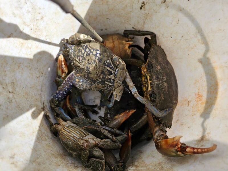 Daintree, Crocodile Cruise, Aboriginal Beach & Fishing Tour - Daintree River Cruise Experience