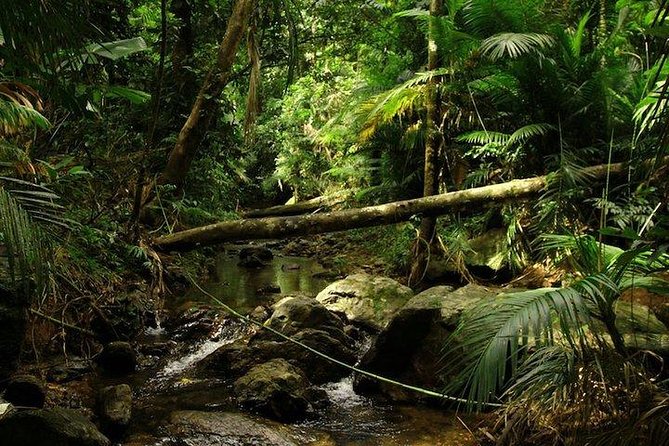 Daintree Discovery Centre Family Pass Ticket - Tour Overview