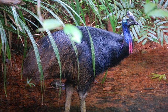 Daintree Discovery Centre Single Pass - Walking Trails and Tours