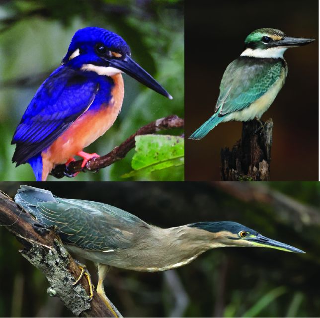 Daintree: Lower Daintree Crocodile & Wildlife Cruise - Detailed Description