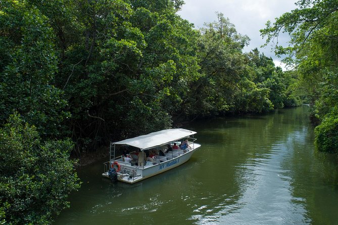 Daintree Rainforest and Cape Tribulation Full Day Tour - Transportation and Logistics