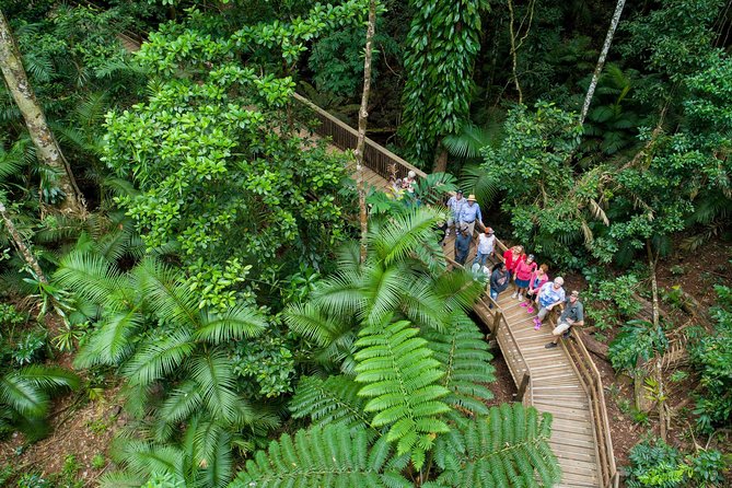 Daintree Rainforest and Cape Tribulation Full Day Tour - Accessibility and Considerations