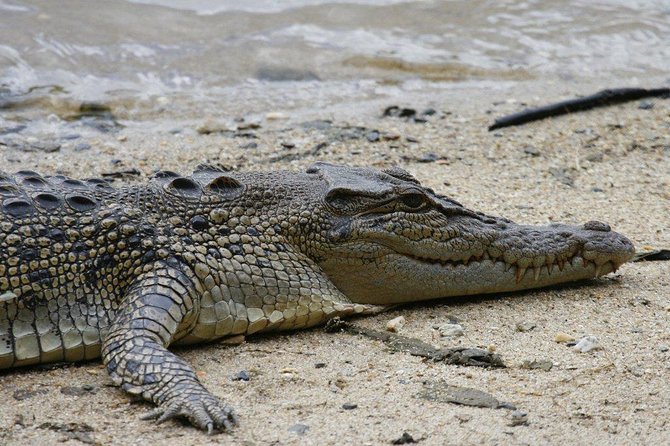 Daintree Rainforest and Cape Tribulation Full Day Tour - Tour Highlights