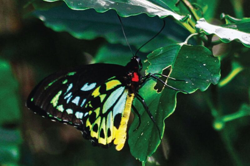 Daintree Rainforest: Crocodile & Wildlife River Cruises - Cruise Inclusions