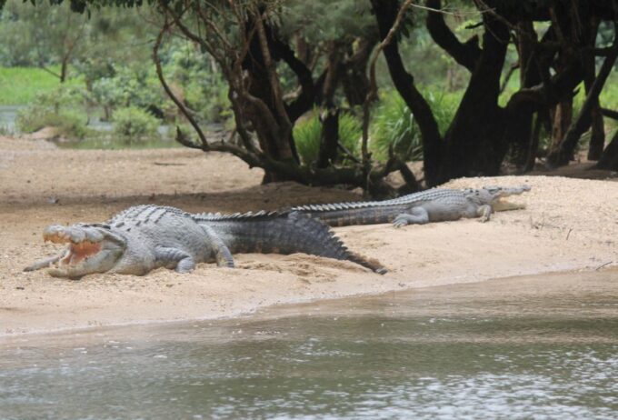 Daintree Rainforest: Crocodile & Wildlife River Cruises - Recap