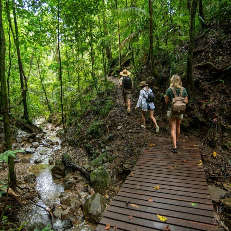 Daintree Rainforest: Magic Waterfall Walk with Lunch & Swim - The Experience: An In-Depth Look
