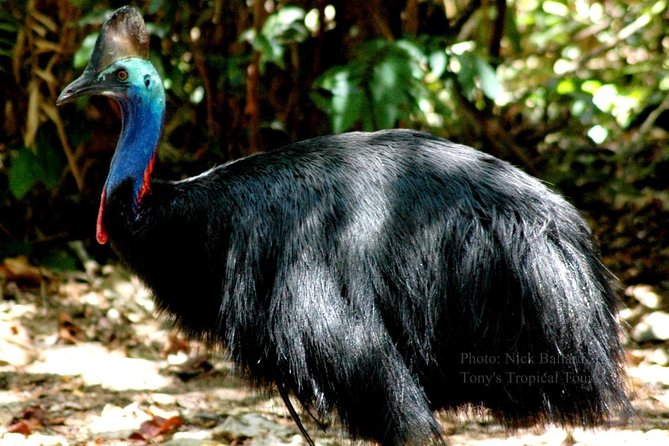 Daintree Rainforest, Mossman Gorge Small-Group From Port Douglas - Tour Logistics