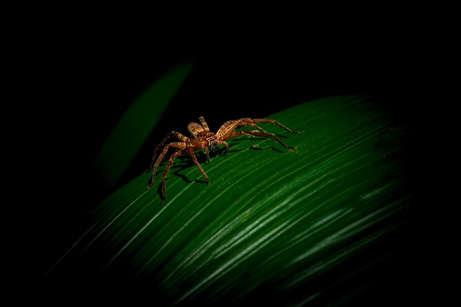 Daintree Rainforest Night Walk in Cape Tribulation - Nighttime Wildlife Encounters