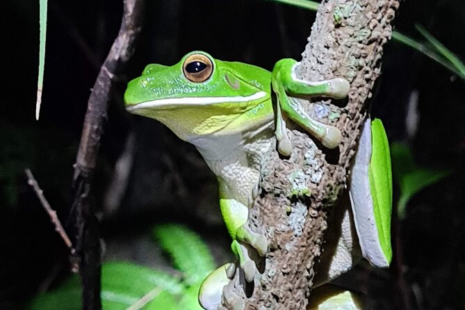 Daintree Rainforest Night Walk in Cape Tribulation - Reviews and Feedback