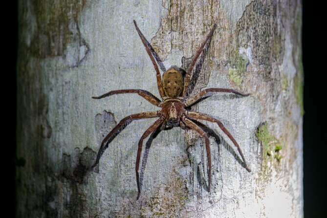 Daintree Rainforest Night Walk in Cape Tribulation - Cancellation Policy