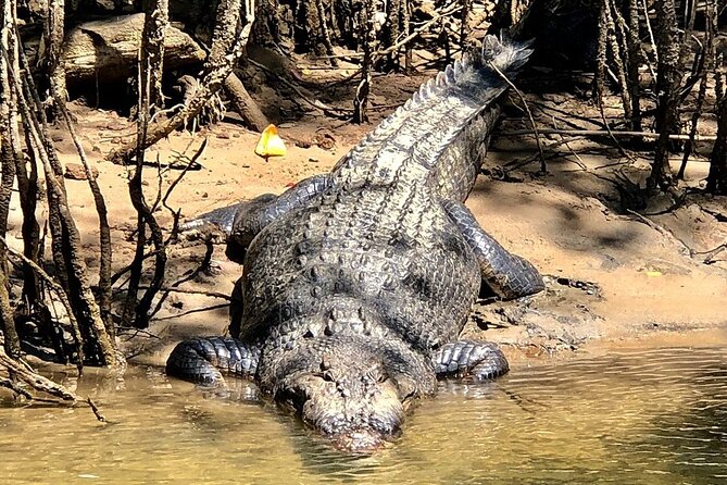 Daintree River Cruise - Customer Reviews