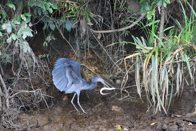 Daintree River Cruise - Operator Information