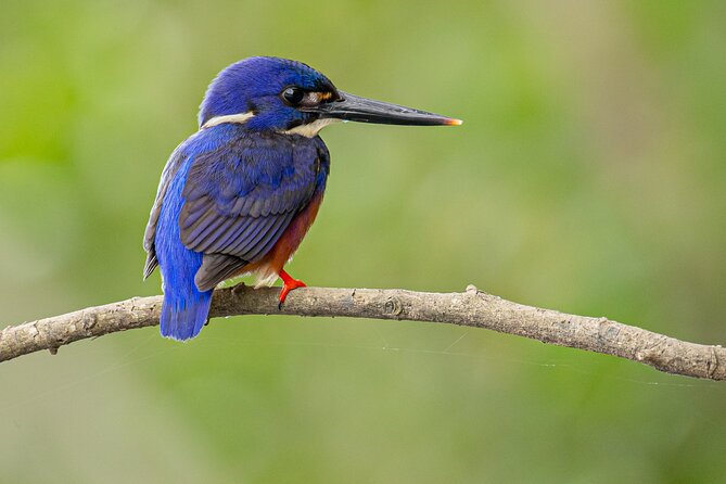 Daintree River Dawn Cruise With the Daintree Boatman - Ecosystem and Local Guide Insights