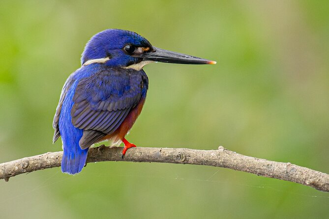 Daintree River Sunset Cruise With the Daintree Boatman - Whats Included in the Tour