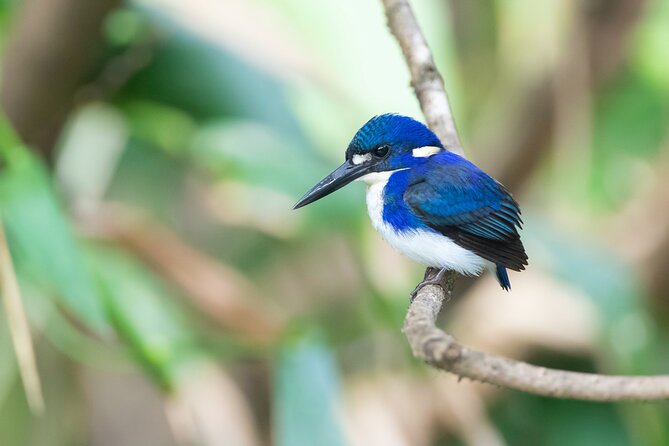 Daintree River Sunset Cruise With the Daintree Boatman - Meeting and Pickup Details