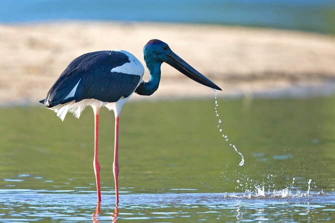 Daintree River Sunset Cruise With the Daintree Boatman - Additional Tour Information