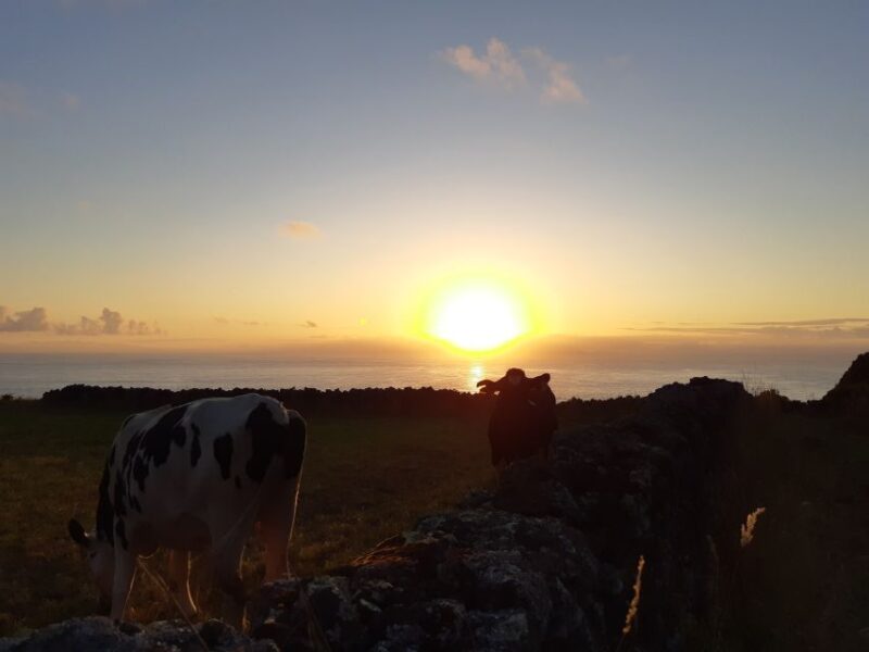 Dairy Farm Visit and Cow Milking Experience in Azores - Key Points