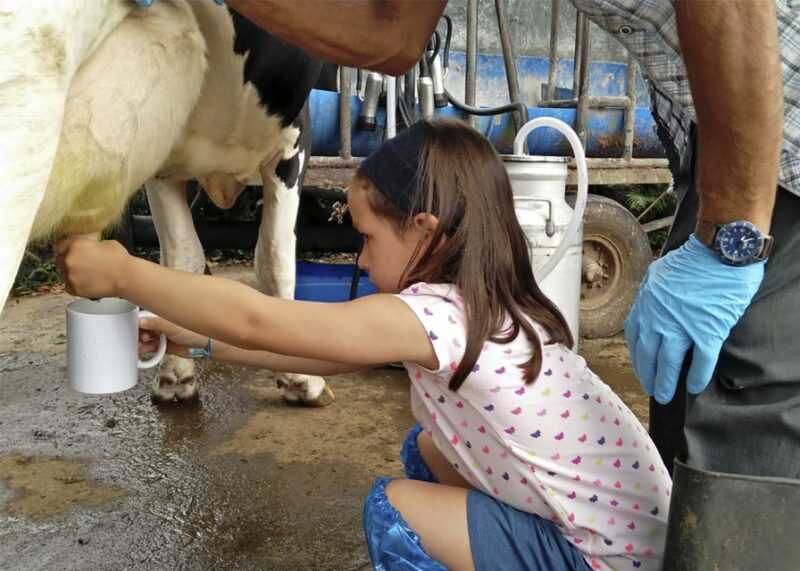 Dairy Farm Visit and Cow Milking Experience in Azores - Meeting Point and Important Notes